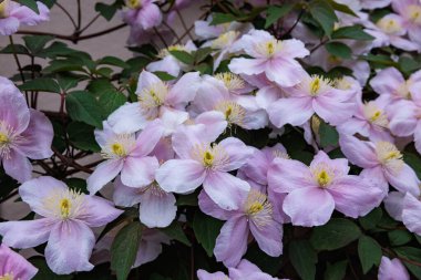 Güzel ve güzel kokulu Clematis Mayline çiçekleri bahçede..
