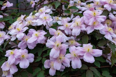 Güzel ve güzel kokulu Clematis Mayline çiçekleri bahçede..