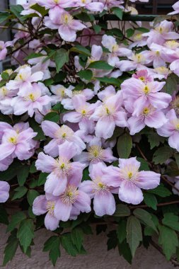 Güzel ve güzel kokulu Clematis Mayline çiçekleri bahçede..