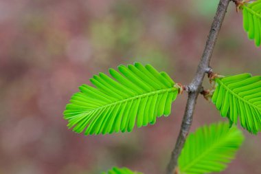 Baharda metasequoia 'nın güzel genç yaprakları.