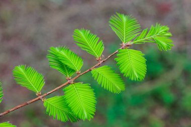 Baharda metasequoia 'nın güzel genç yaprakları.