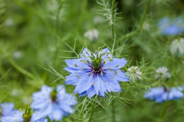 Bahçede açan güzel mavi nigella çiçeklerine yakın.