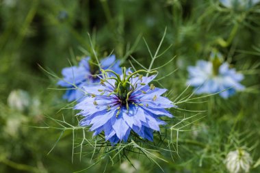 Bahçede açan güzel mavi nigella çiçeklerine yakın.