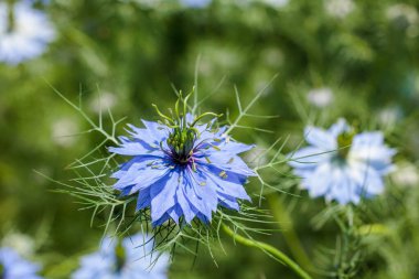 Bahçede açan güzel mavi nigella çiçeklerine yakın.