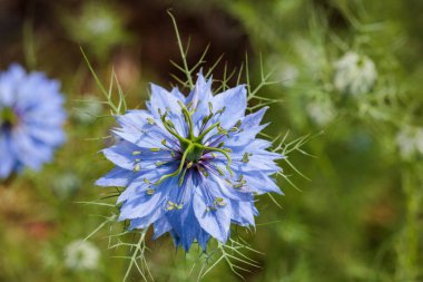 Bahçede açan güzel mavi nigella çiçeklerine yakın.