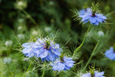 Bahçede açan güzel mavi nigella çiçeklerine yakın.