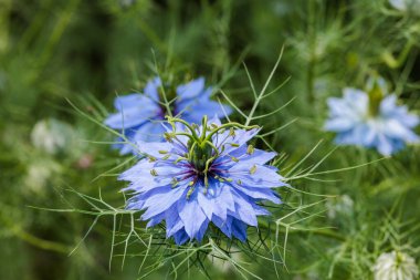 Bahçede açan güzel mavi nigella çiçeklerine yakın.