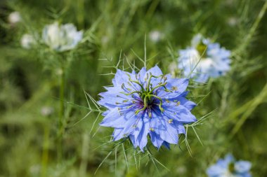 Bahçede açan güzel mavi nigella çiçeklerine yakın.