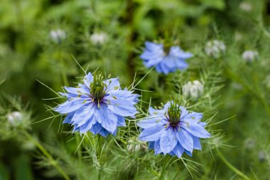 Bahçede açan güzel mavi nigella çiçeklerine yakın.