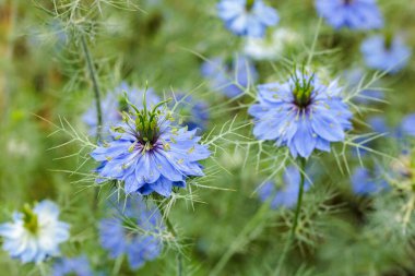 Bahçede açan güzel mavi nigella çiçeklerine yakın.