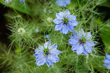 Bahçede açan güzel mavi nigella çiçeklerine yakın.