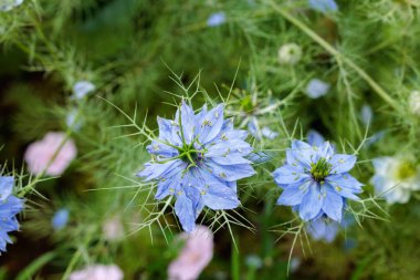 Bahçede açan güzel mavi nigella çiçeklerine yakın.