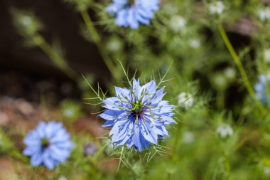 Bahçede açan güzel mavi nigella çiçekleri.
