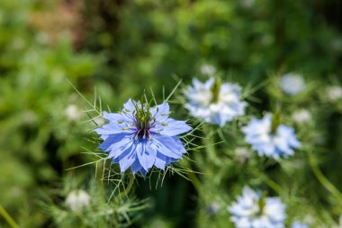 Bahçede açan güzel mavi nigella çiçekleri.