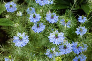 Bahçede açan güzel mavi nigella çiçekleri.