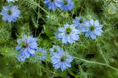 Bahçede açan güzel mavi nigella çiçekleri.