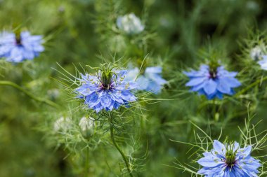 Bahçede açan güzel mavi nigella çiçekleri.