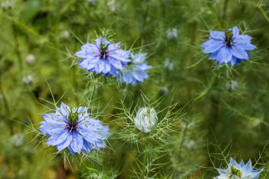 Bahçede açan güzel mavi nigella çiçekleri.