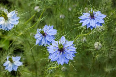 Bahçede açan güzel mavi nigella çiçekleri.
