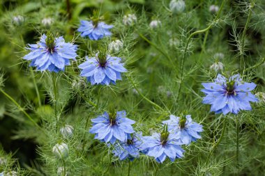 Bahçede açan güzel mavi nigella çiçekleri.