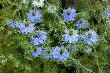 Bahçede açan güzel mavi nigella çiçekleri.