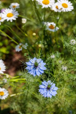 Bahçede çiçek açan güzel nigella ve Margaret çiçekleri.
