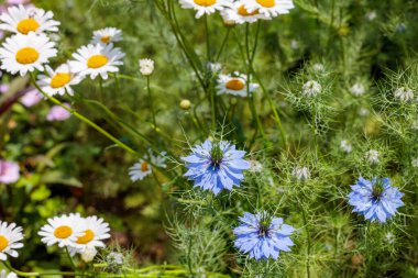 Bahçede çiçek açan güzel nigella ve Margaret çiçekleri.
