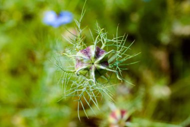 Bahçedeki garip şekilli Nigella tohumlarına yakından bakın..