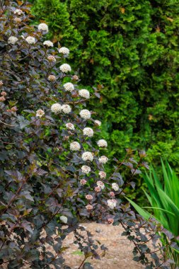 Dokuz kabuklu Diabolo çiçekleri yazın başında bir bahçede bolluk içinde açar..