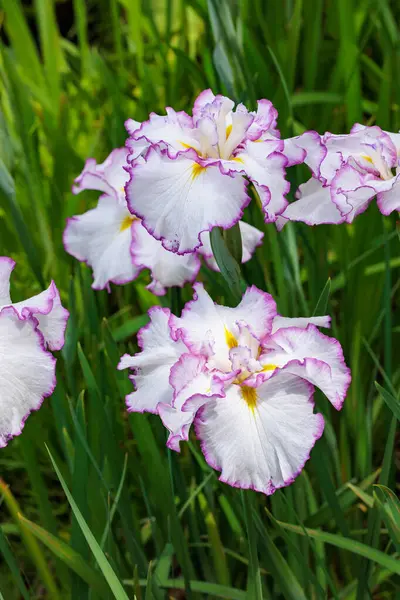 Yazın başında, deniz kenarındaki bir bahçede çiçek açan güzel iris çiçeklerinin yakın çekimi..