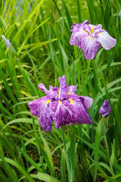 Güzel Japon irileri yazın başlarında bir su kenarı bahçesinde çiçek açıyor..