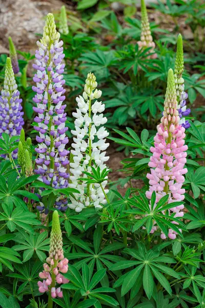 Orman parkında yetişen güzel ve renkli lupinler..