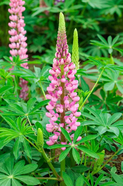 Orman parkında açan güzel pembe lupin çiçekleri..