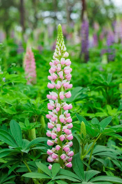 Orman parkında açan güzel pembe lupin çiçekleri..