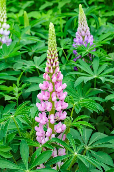 Orman parkında açan güzel pembe lupin çiçekleri..