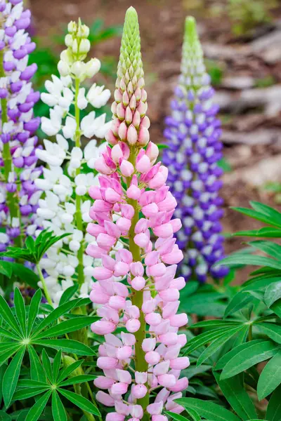 Orman parkında açan güzel pembe lupin çiçekleri..