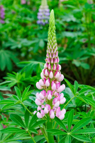Orman parkında açan güzel pembe lupin çiçekleri..