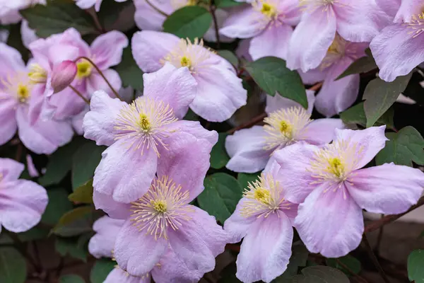 Bahçedeki güzel ve güzel kokulu Clematis Meyline çiçeklerine yakın..