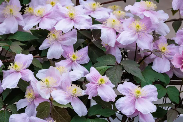 Güzel ve güzel kokulu Clematis Mayline çiçekleri bahçede..