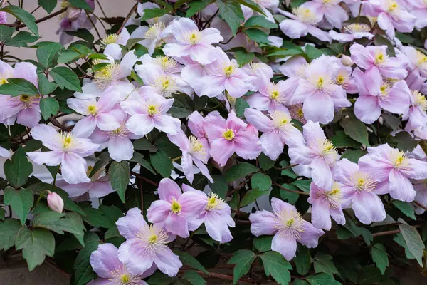 Güzel ve güzel kokulu Clematis Mayline çiçekleri bahçede..