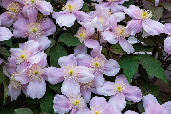 Güzel ve güzel kokulu Clematis Mayline çiçekleri bahçede..