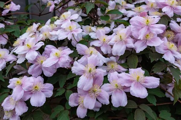 Güzel ve güzel kokulu Clematis Mayline çiçekleri bahçede..