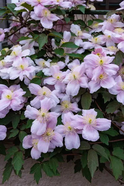 Güzel ve güzel kokulu Clematis Mayline çiçekleri bahçede..