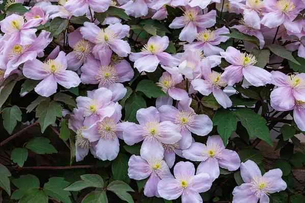 Güzel ve güzel kokulu Clematis Mayline çiçekleri bahçede..