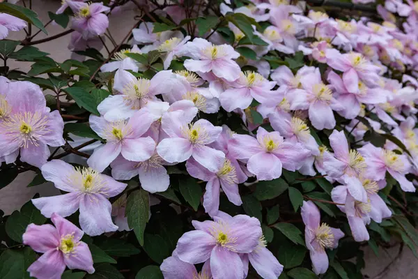 Güzel ve güzel kokulu Clematis Mayline çiçekleri bahçede..