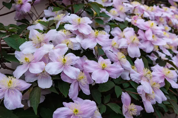 Güzel ve güzel kokulu Clematis Mayline çiçekleri bahçede..