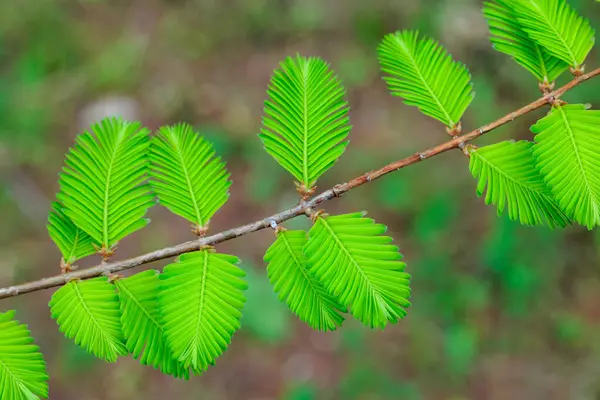 Baharda metasequoia 'nın güzel genç yaprakları.