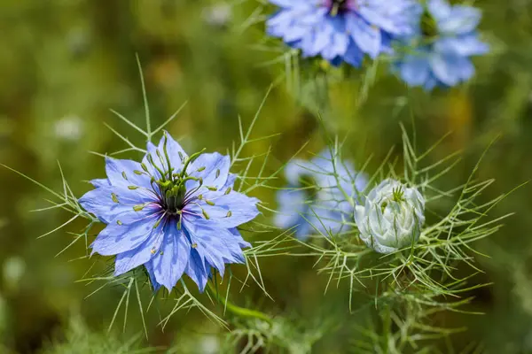 Bahçede açan güzel mavi nigella çiçeklerine yakın.