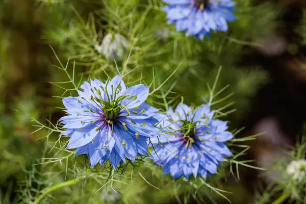 Bahçede açan güzel mavi nigella çiçeklerine yakın.