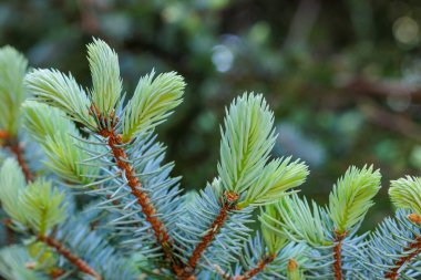 Baharda Norveç ladin yapraklarının yakın çekimi.